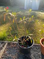 Mooie oleander zonder pot, Ophalen of Verzenden