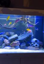 Groep Malawi Cichliden + Aquarium en meubel., Dieren en Toebehoren, Vissen | Aquariumvissen