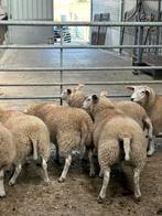 6 prachtige jonge kweek ooien schapen, Dieren en Toebehoren, Schapen, Geiten en Varkens, Vrouwelijk, Schaap