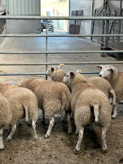 6 prachtige jonge kweek ooien schapen, Dieren en Toebehoren, Schapen, Geiten en Varkens, Schaap, Vrouwelijk