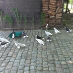 LAHORE DUIVEN, Dieren en Toebehoren, Vogels | Duiven