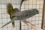 Kakariki kakarikis, Dieren en Toebehoren, Mannelijk, Parkiet, Geringd