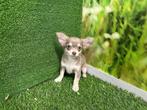 Langharige Chihuahua pups - kleine taille, CDV (hondenziekte), Meerdere, 8 tot 15 weken, België