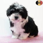 Prachtige Havanezer-puppy’s te koop, België, CDV (hondenziekte), 8 tot 15 weken, Meerdere