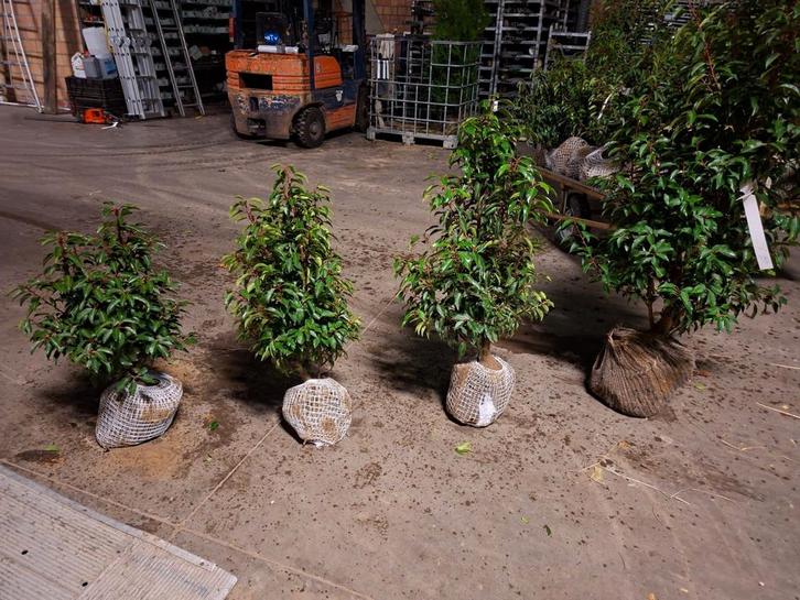 ‼️Portugese laurier slechts 2 planten per meter nodig‼️, Jardin & Terrasse, Plantes | Arbustes & Haies, Laurier, Enlèvement