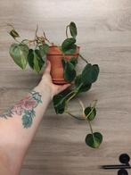 Philodendron scandens brasil, Ophalen