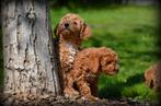 Poedel pups, Dieren en Toebehoren, Poedel, België, 15 weken tot 1 jaar, CDV (hondenziekte)