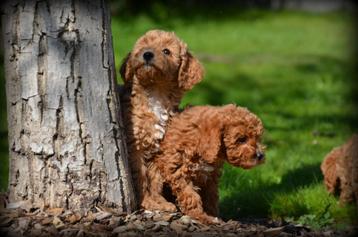 Poedel pups beschikbaar voor biedingen