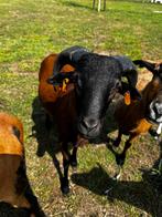 Chocolade Kameroen Ram (Jan 25) of koppel, Dieren en Toebehoren, Meerdere dieren, Schaap, 0 tot 2 jaar