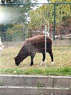 Zwartbles ramlam, Dieren en Toebehoren, Schapen, Geiten en Varkens