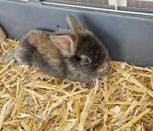 2 Dwergkonijn leeuwenkopjes - 5,5 weken & 7 weken, Dieren en Toebehoren, Konijnen, Dwerg, Meerdere dieren, 0 tot 2 jaar