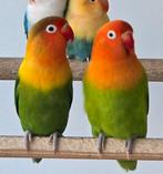 Bewezen Fischeri kweekkoppel