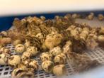 Kwarteleieren jumbo kwartels, Dieren en Toebehoren, Geslacht onbekend