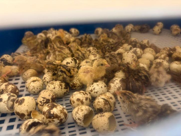 Kwarteleieren jumbo kwartels, Dieren en Toebehoren, Vogels | Overige Vogels, Geslacht onbekend