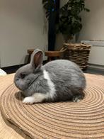 Raszuivere kleurdwergen, Dieren en Toebehoren, Konijnen