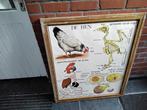 Oude  schoolkader   met  9platen  recto  verso, Antiek en Kunst, Antiek | Schoolplaten, Ophalen of Verzenden