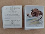 Our Dogs complete set 30 honden chromos 1939 Phillips, Verzamelen, Foto's en Prenten, Ophalen of Verzenden, Voor 1940, Dier, Prent