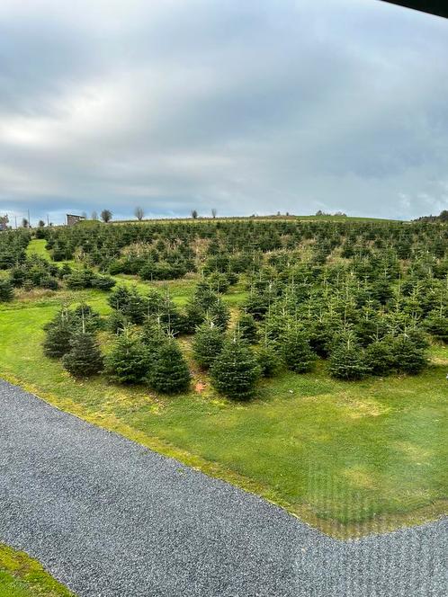 Sapin de Noël Nordmann, Jardin & Terrasse, Plantes | Arbres, Enlèvement