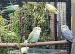 Dwergpapegaai Roseicolle, Dieren en Toebehoren, Papegaai, Geringd