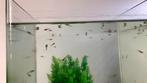 Baby guppy’s, Dieren en Toebehoren, Vis, Zoetwatervis, Schoolvis