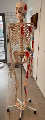 Anatomisch skelet voor student kiné / arts, Ophalen, Nieuw