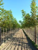 OKKERNOTELAARS VUISTNOTEN, ACTIE !!! HOOGSTAMMEN 25€/stuk, Ophalen, Lente, Volle zon, Walnotenboom