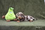 Prachtige Chocolat Tijger Tan pupjes, Dieren en Toebehoren, Honden | Teckels en Dashonden, België, CDV (hondenziekte), 8 tot 15 weken
