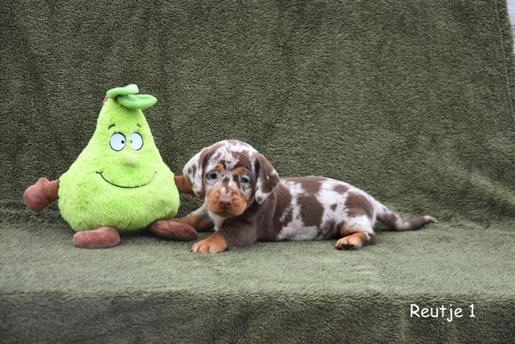 Prachtige Chocolat Tijger Tan pupjes, Dieren en Toebehoren, Honden | Teckels en Dashonden, Meerdere dieren, Korthaar, Dwerg, Fokker | Professioneel