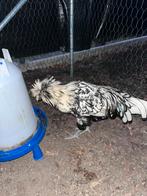 Gratis Padua hanen, Dieren en Toebehoren