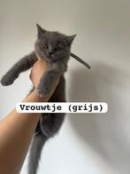 Britse korthaar kittens, Dieren en Toebehoren, 0 tot 2 jaar