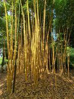 Bamboe, Vaste plant, Siergrassen, Ophalen