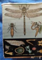 nieuw in doos - poster ontwikkeling van libelle / dragonfly, Huis en Inrichting, Nieuw, Ophalen of Verzenden