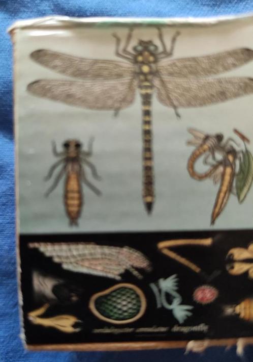 nieuw in doos - poster ontwikkeling van libelle / dragonfly, Huis en Inrichting, Woonaccessoires | Wanddecoraties, Nieuw, Ophalen of Verzenden