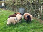 Ooilammeren, Vrouwelijk, Schaap, 0 tot 2 jaar