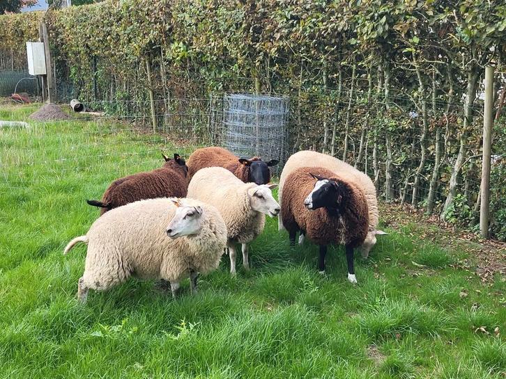 Ooilammeren, Dieren en Toebehoren, Schapen, Geiten en Varkens, Schaap, Vrouwelijk, 0 tot 2 jaar