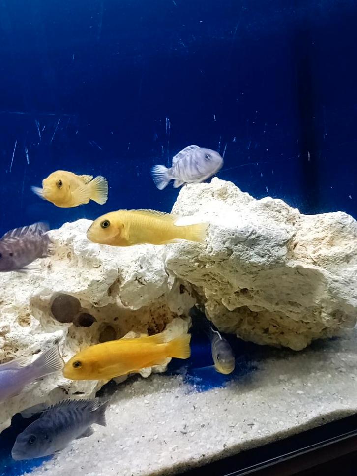 Cichlidès Malawi mes dernières espèces disponible, Dieren en Toebehoren, Vissen | Aquariumvissen