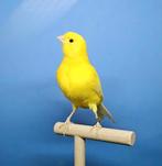 Kanarie Jongen 2025 geel intensief, schimmel, wit, Dieren en Toebehoren