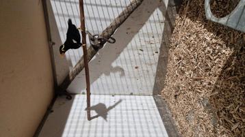 A vendre dans une belle paire de grands beo et une poupée re, Bagué