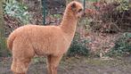 Alpaca merrie  van april 2024, Dieren en Toebehoren, Overige Dieren