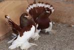 Ik ben op zoek naar VOLGA pauwstaartduiven EEN PAAR BEDANKT, Dieren en Toebehoren, Vogels | Duiven, Meerdere dieren, Overige soorten
