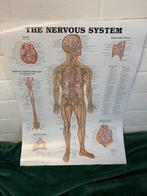 Poster the nervous system, het zenuwstelsel anatomie, Ne s'applique pas, Enlèvement ou Envoi, Neuf