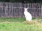 Te koop wallaby witte man, Dieren en Toebehoren, Januari, Mannelijk