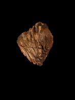 mammoet kies uit de noordzee 12x10 cm., Ophalen of Verzenden, Fossiel