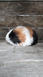 Cavia sheltie langharig zeugjes, Dieren en Toebehoren, Knaagdieren, September, Vrouwelijk, Cavia