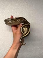 1.0 Bongo mojave het axanthic VPI - Python regius, Animaux & Accessoires, Reptiles & Amphibiens