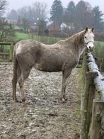 Arabische raszuivere merrie, Dieren en Toebehoren, Onbeleerd, 11 jaar of ouder, Recreatiepony, Gechipt