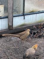 Goudfazant hen geringd 2025, Dieren en Toebehoren, Pluimvee, Vrouwelijk, Overige soorten