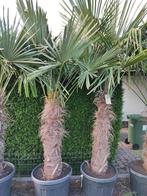 Trachycarpus fortunei, Tuin en Terras, Planten | Bomen, In pot, Halfschaduw, Lente, 250 tot 400 cm