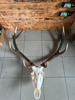 Groot gewei, Huis en Inrichting, Woonaccessoires | Kransen, Ophalen, Zo goed als nieuw