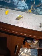 Cichlides malawi couple trio aulonocara beanchi, Dieren en Toebehoren